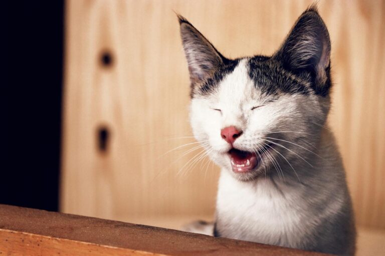 Close-up of a yawning kitten with eyes closed, capturing its playful and adorable expression.