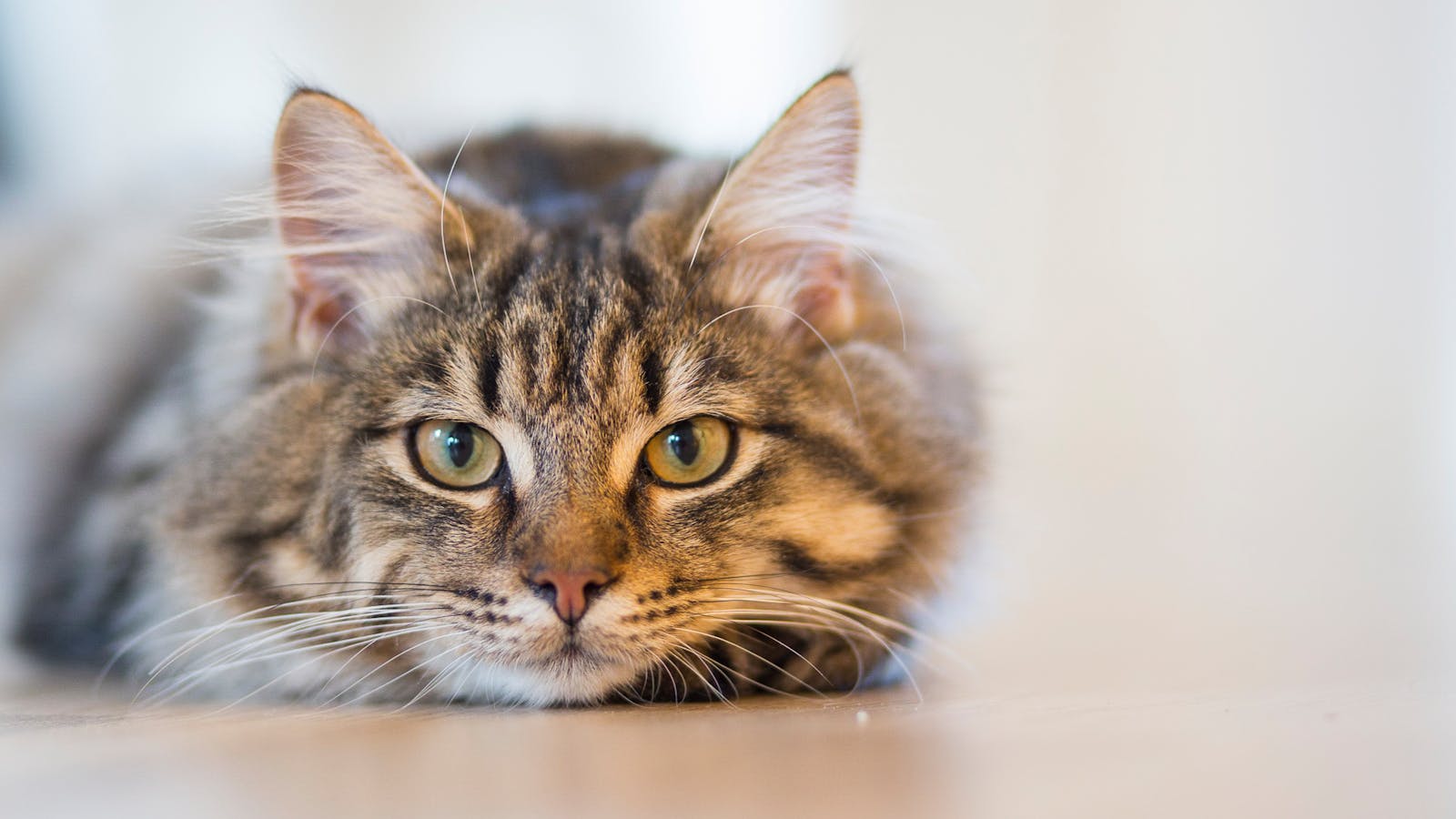 A fluffy tabby cat with piercing eyes resting indoors, showcasing its beautiful coat and whiskers.