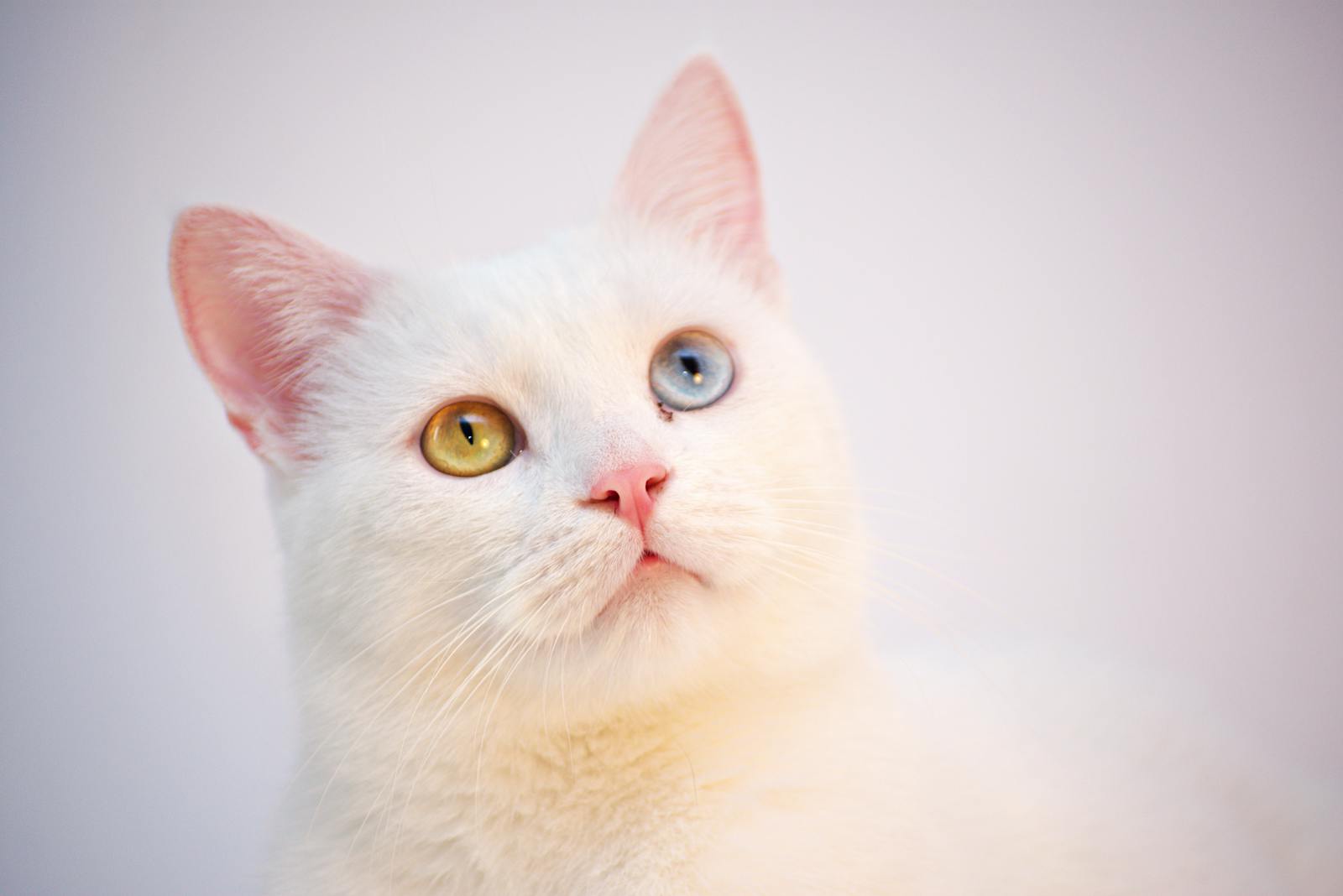 A fluffy white cat with one blue and one yellow eye, showcasing its striking heterochromia.