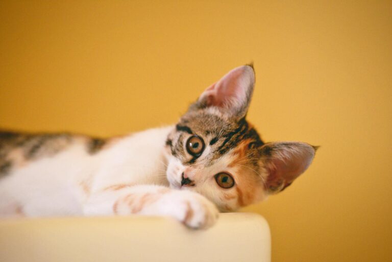 Close-up of a cute calico kitten lying down and staring with curious eyes against a yellow background.