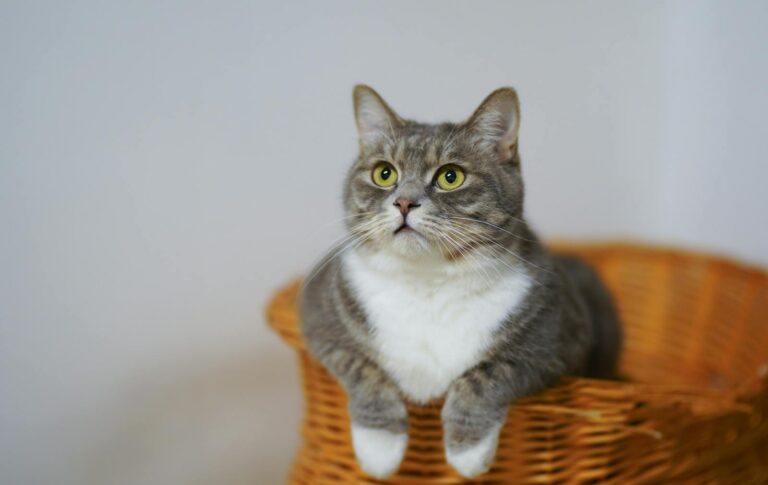 Adorable European Shorthair cat sitting in a basket, looking curious and calm.