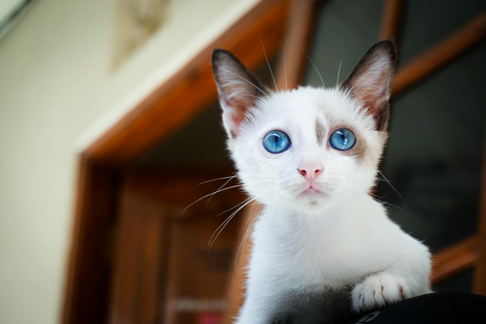 Adorable white kitten with striking blue eyes perched in a cozy indoor space.