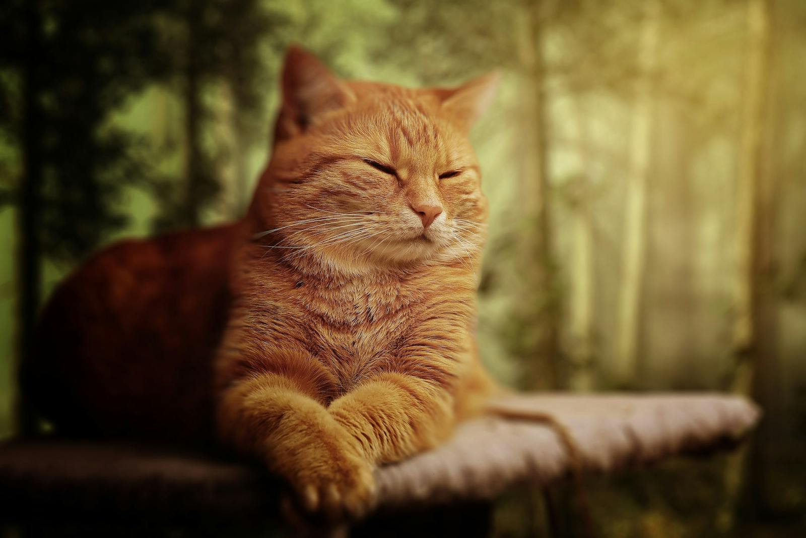 A serene ginger tabby cat rests peacefully in a sunlit forest setting.