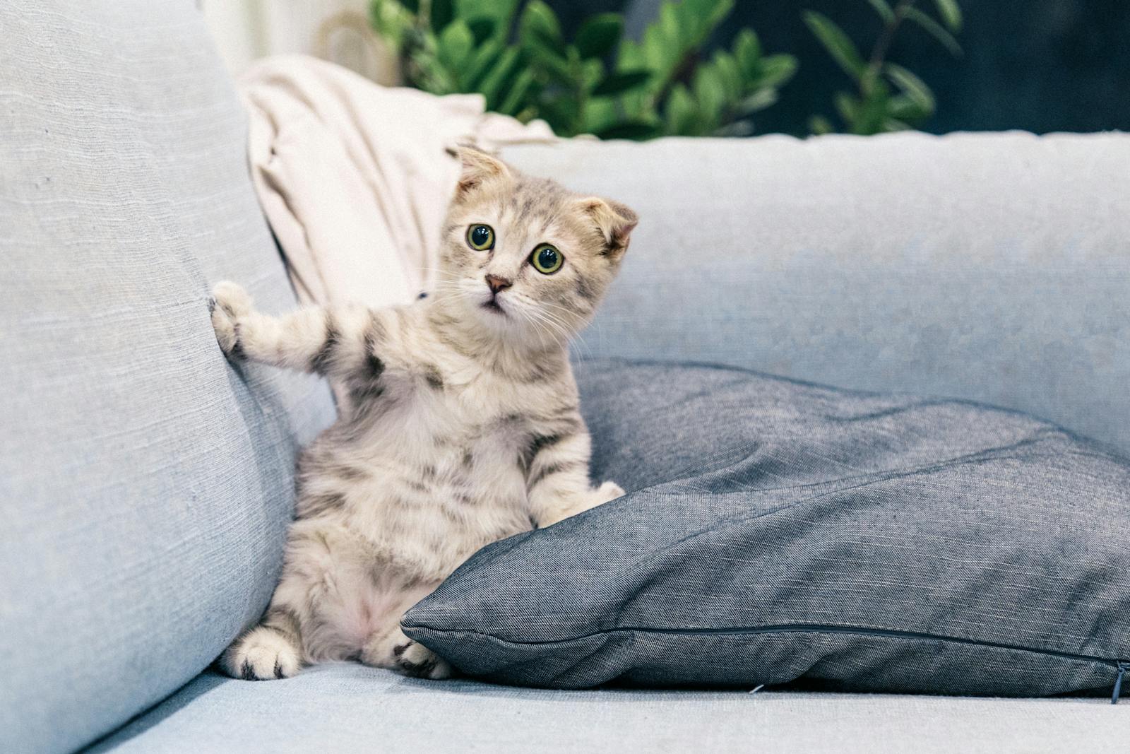 Cute Scottish Fold kitten sitting on a comfy sofa indoors, adding charm to any living space.