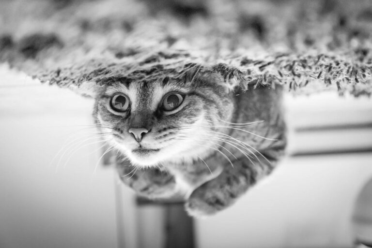 Adorable tabby kitten looking upside down, creating a playful and intriguing portrait.