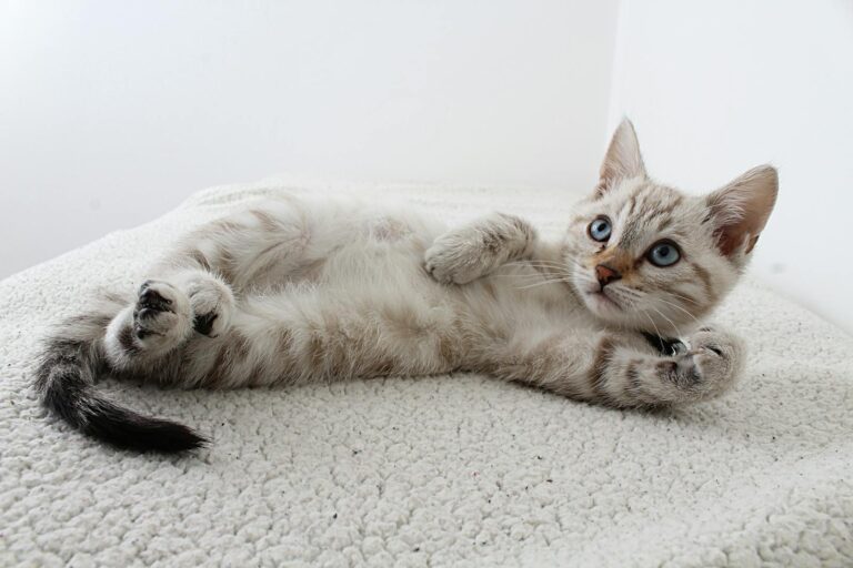 Cute domestic kitten with blue eyes lying on a fluffy rug, looking curious.