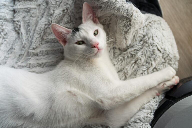 5 Best Heated Cat Beds for Cozy Winters