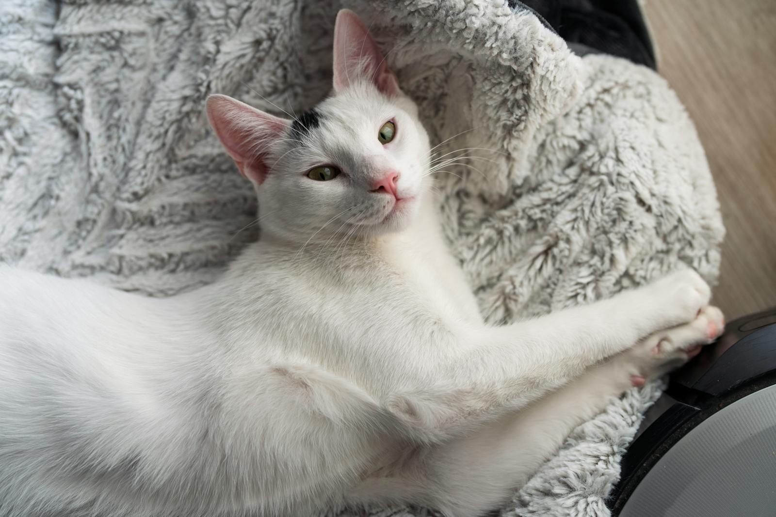 5 Best Heated Cat Beds for Cozy Winters