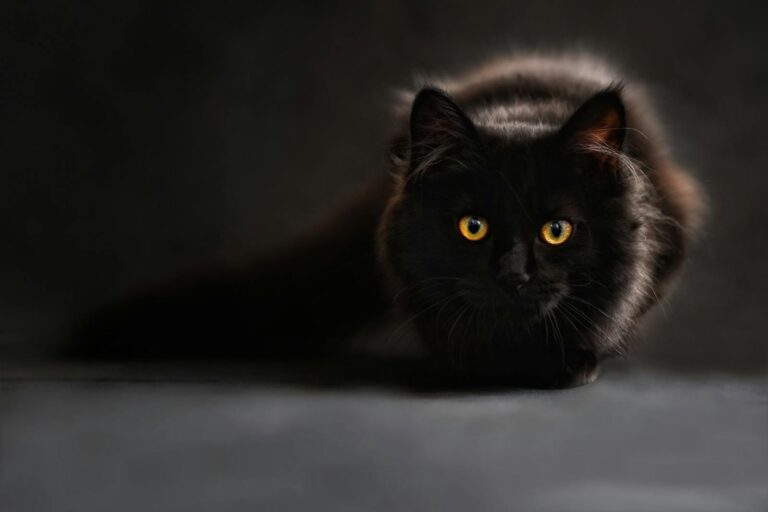 Close-up of a black cat with captivating yellow eyes, set against a dark background.