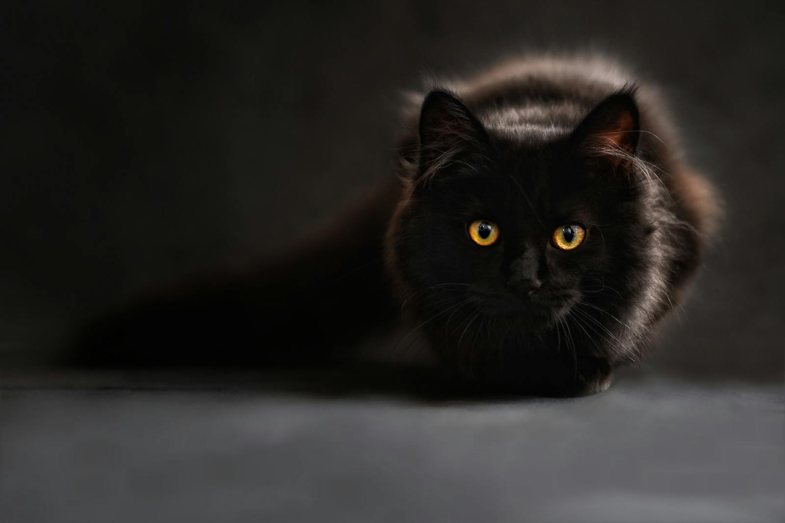 Close-up of a black cat with captivating yellow eyes, set against a dark background.