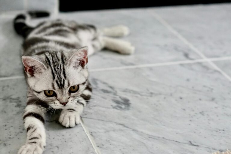 Close-up of a cute tabby kitten playfully stretched on a marble floor.
