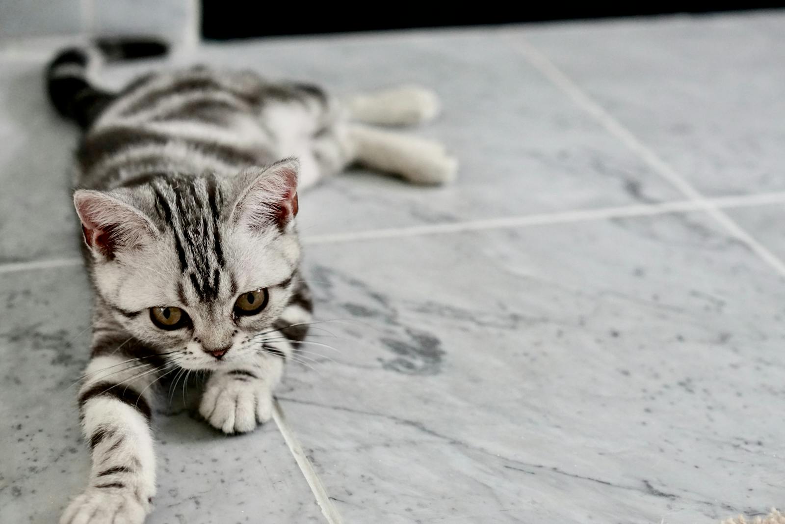 Close-up of a cute tabby kitten playfully stretched on a marble floor.