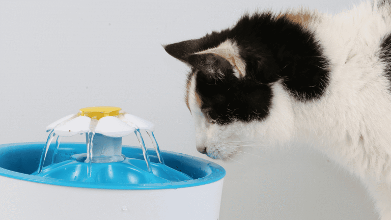 5 Best Cat Water Fountains That Keep Your Kitty Hydrated