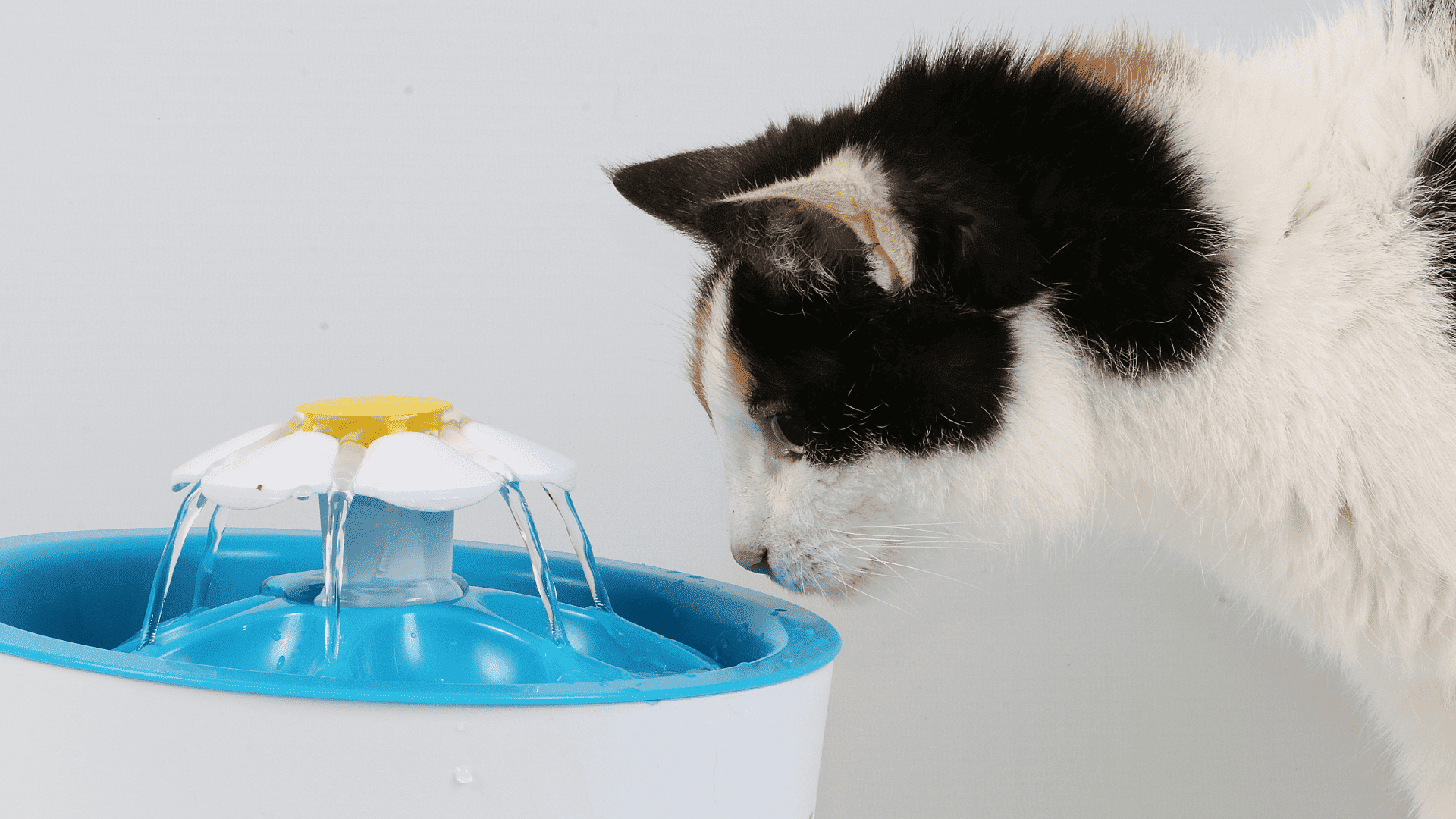 5 Best Cat Water Fountains That Keep Your Kitty Hydrated