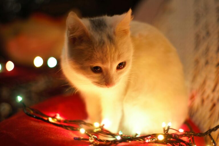 Charming white kitten surrounded by colorful Christmas lights, evokes festive warmth.