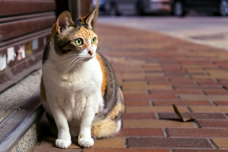 A calico cat with green eyes sits attentively on a brick pavement in Hong Kong.